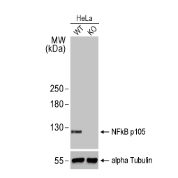 NFkB p105 antibody [HL1784] (GTX637436) 
